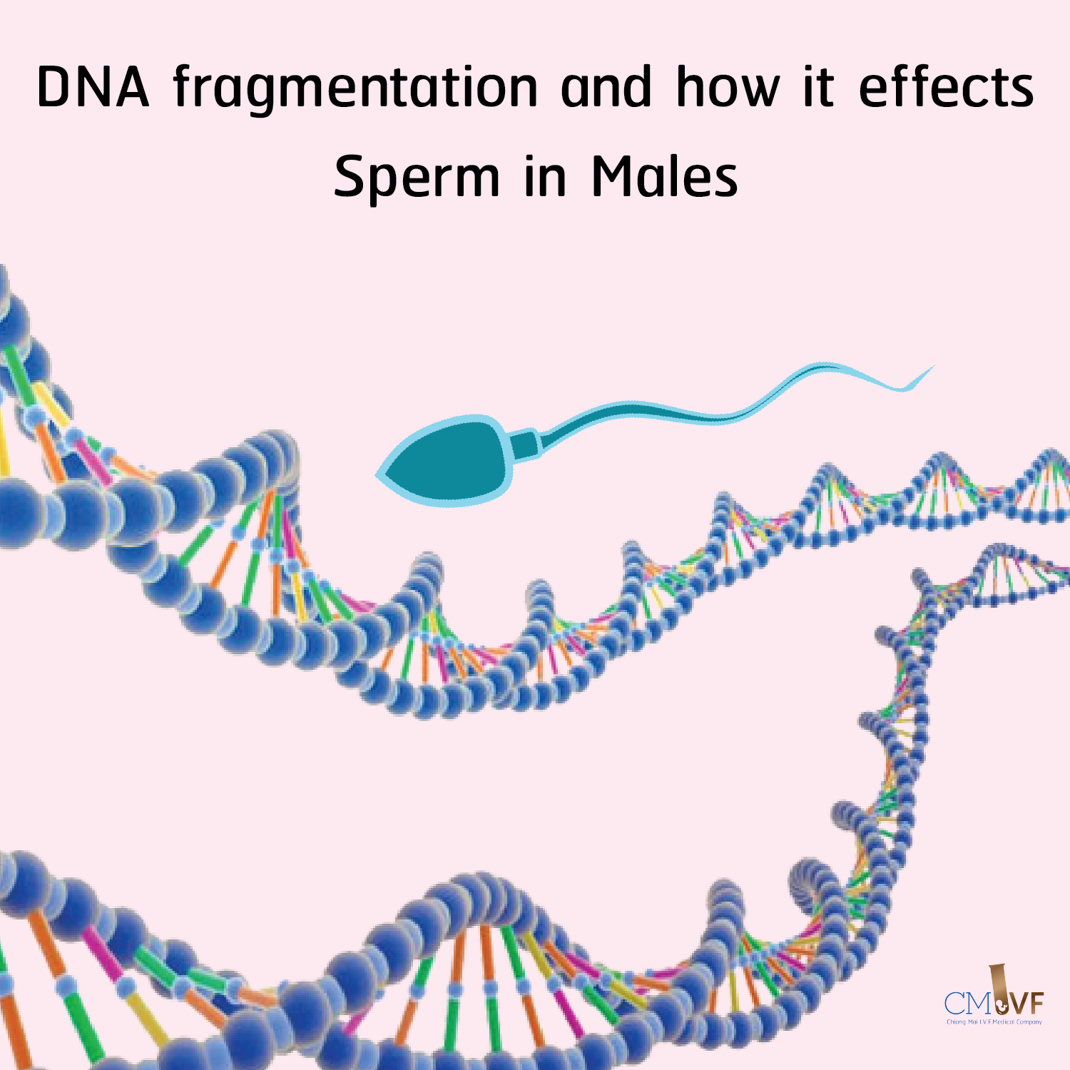 DNA fragmentation and how it effects Sperm in Males