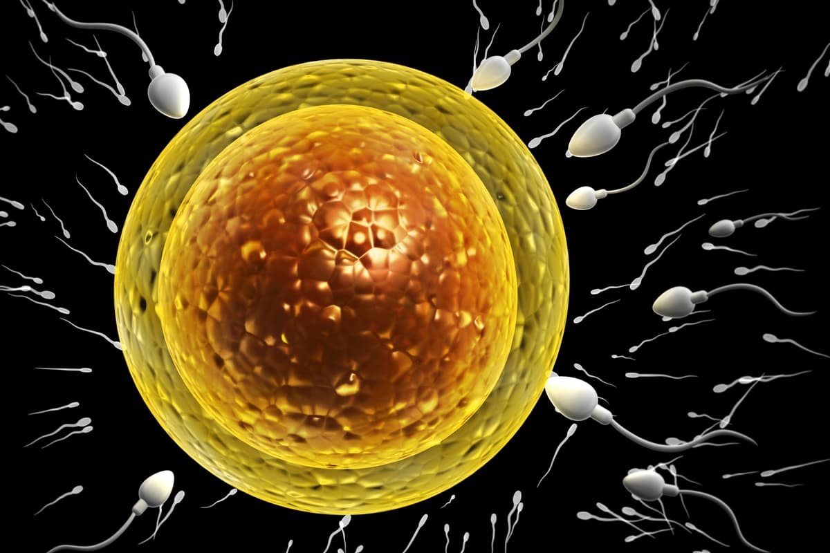 A Specific Protein on The Surface of Eggs Could Unlock New Fertility Treatments
